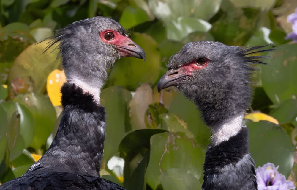 Northern Screamer Chauna chavaria Photo by D. Ascanio